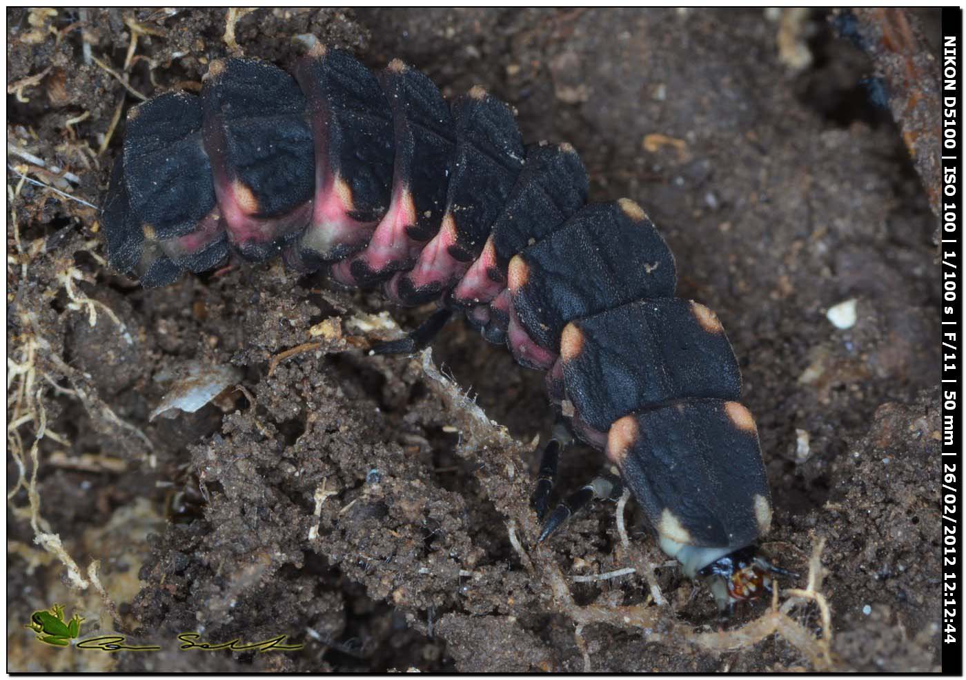 Larva di Lampyris sardiniae?