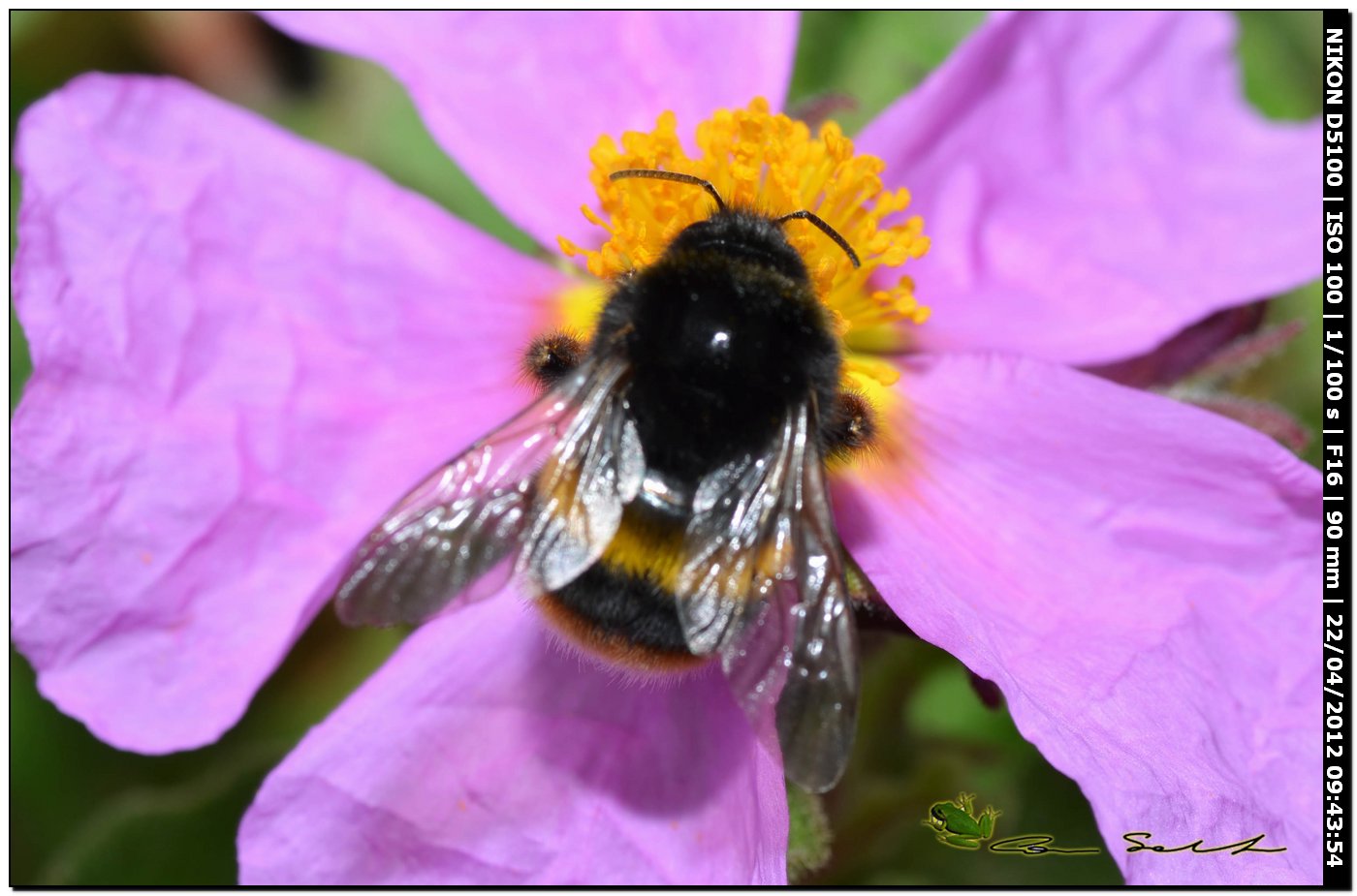 Bombus sp. da id