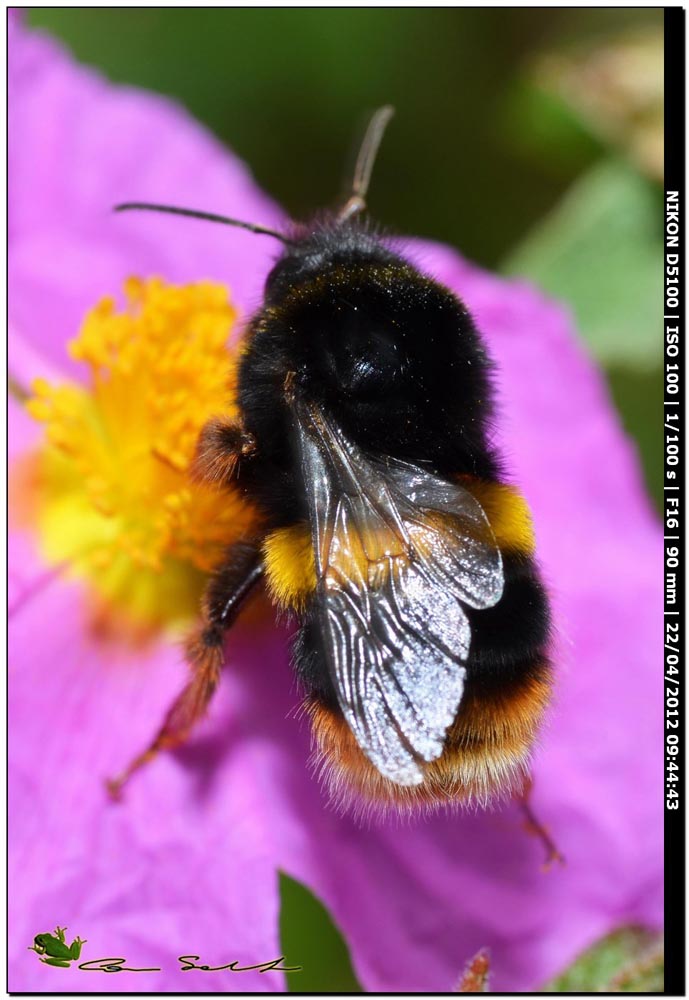 Bombus sp. da id