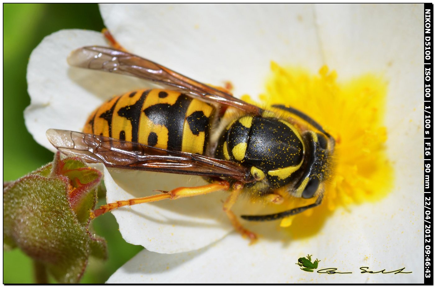 Vespula germanica da Baratz