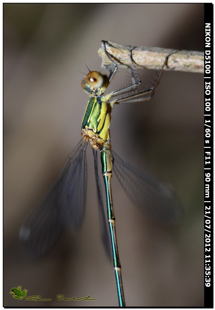 Lestes viridis ♂ ♀