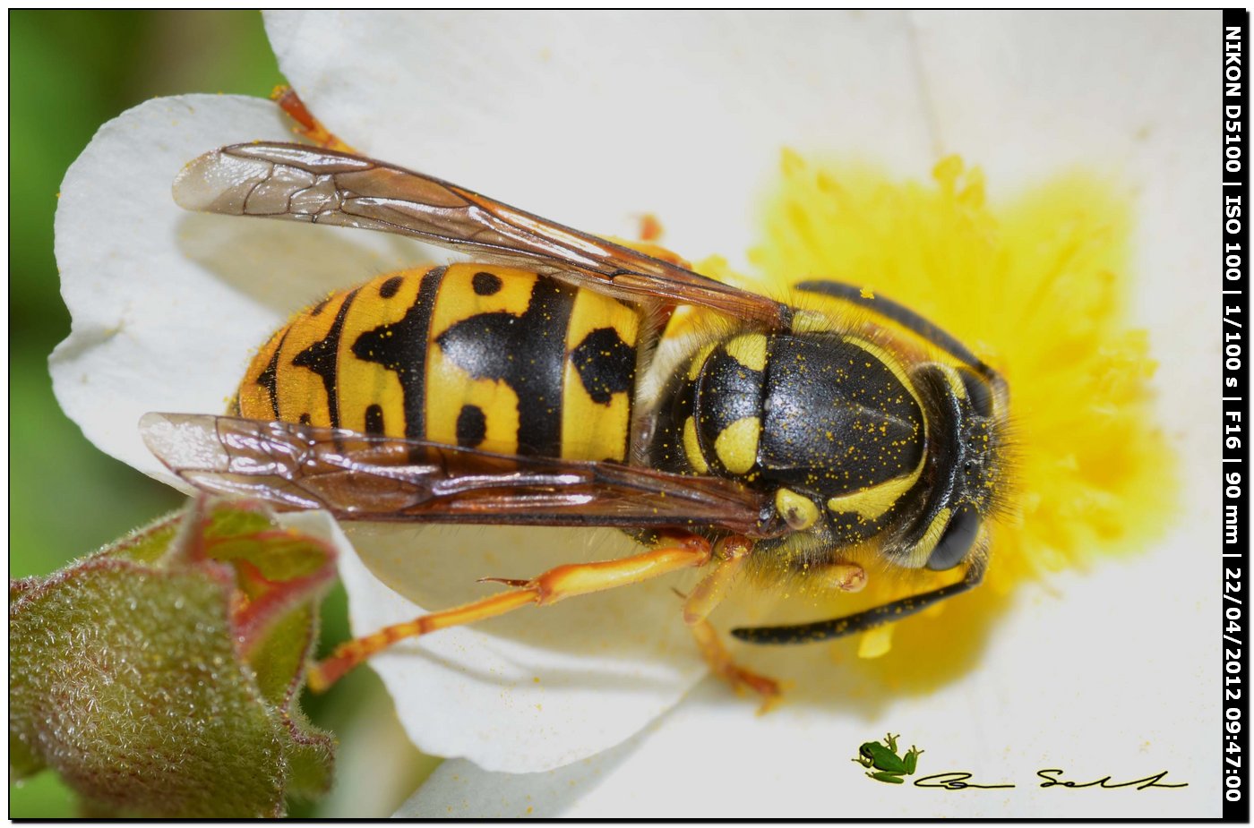 Vespula germanica da Baratz