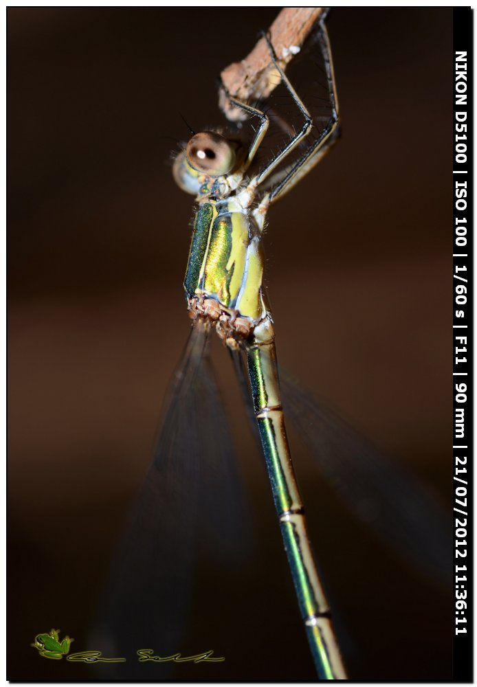 Lestes viridis ♂ ♀