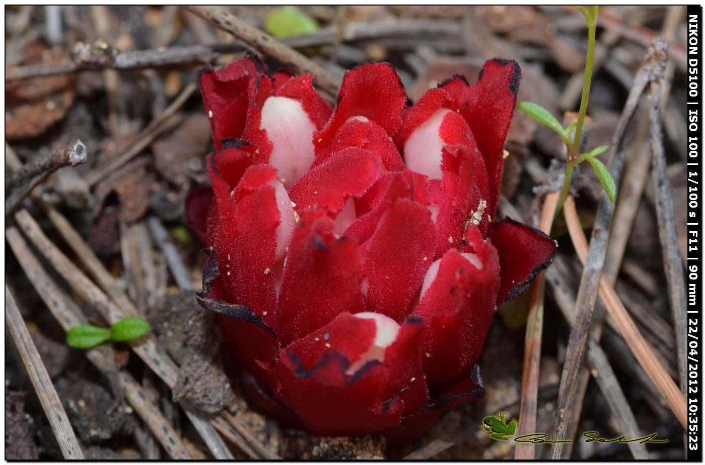 Cytinus ruber / Ipocisto rosso