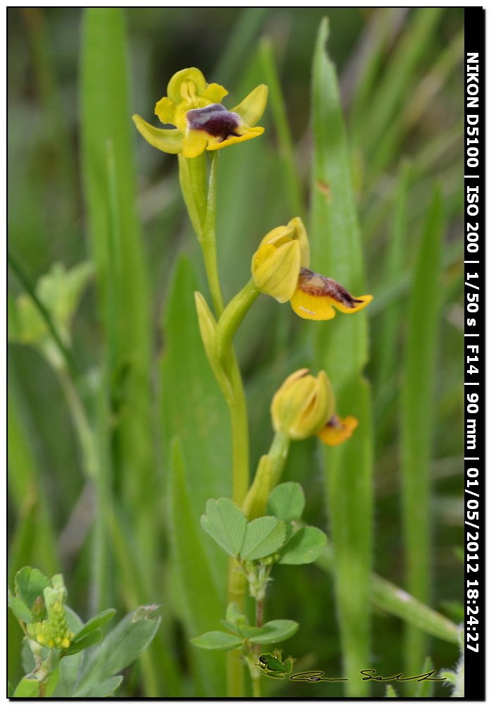 Ophrys sicula, Tineo