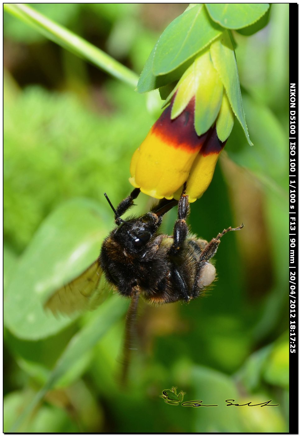 Bombus da id.