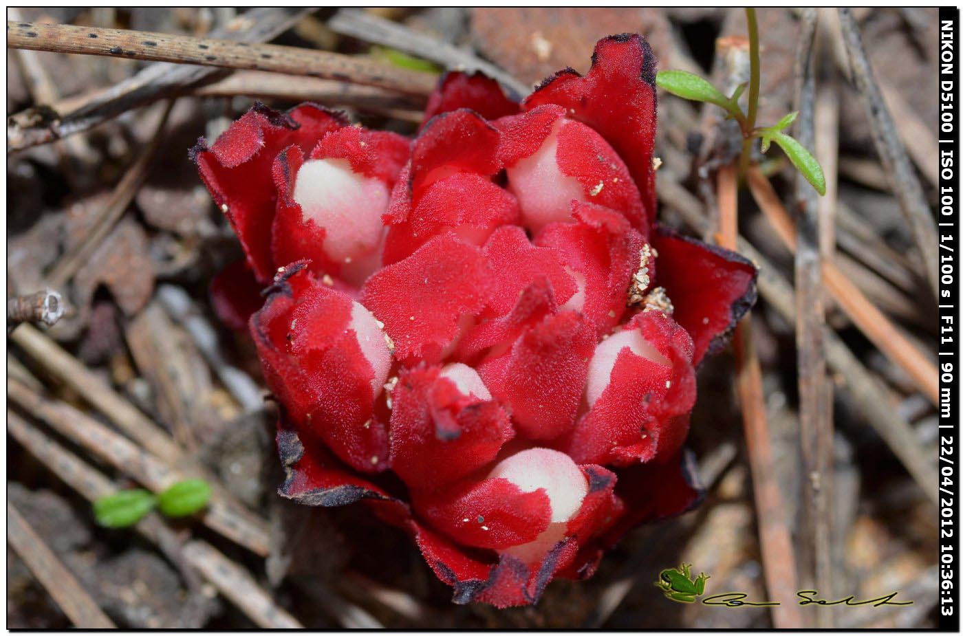 Cytinus ruber / Ipocisto rosso