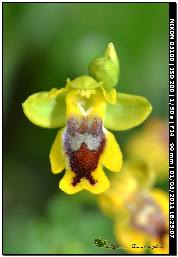 Ophrys sicula, Tineo