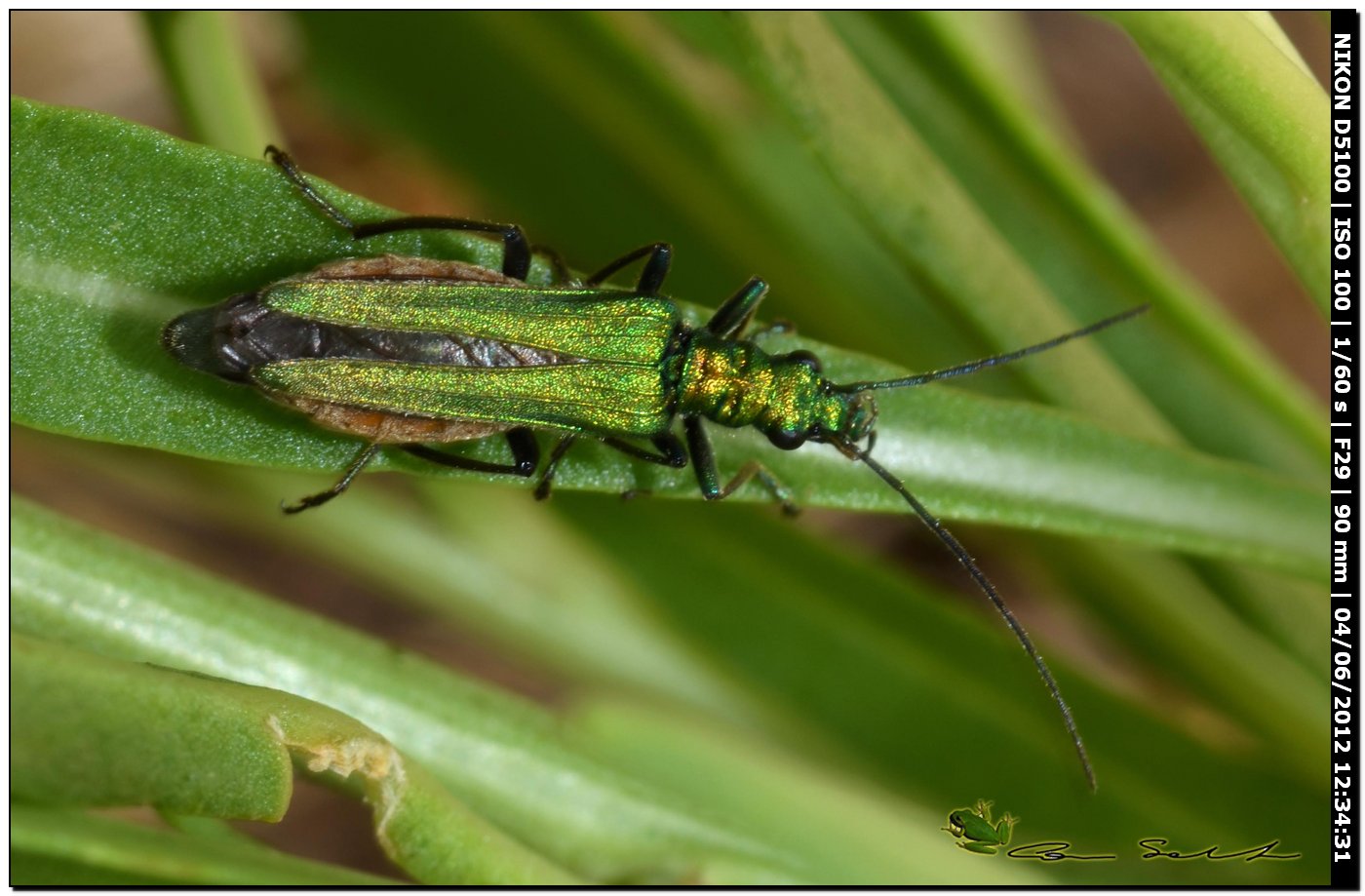 Oedemera nobilis