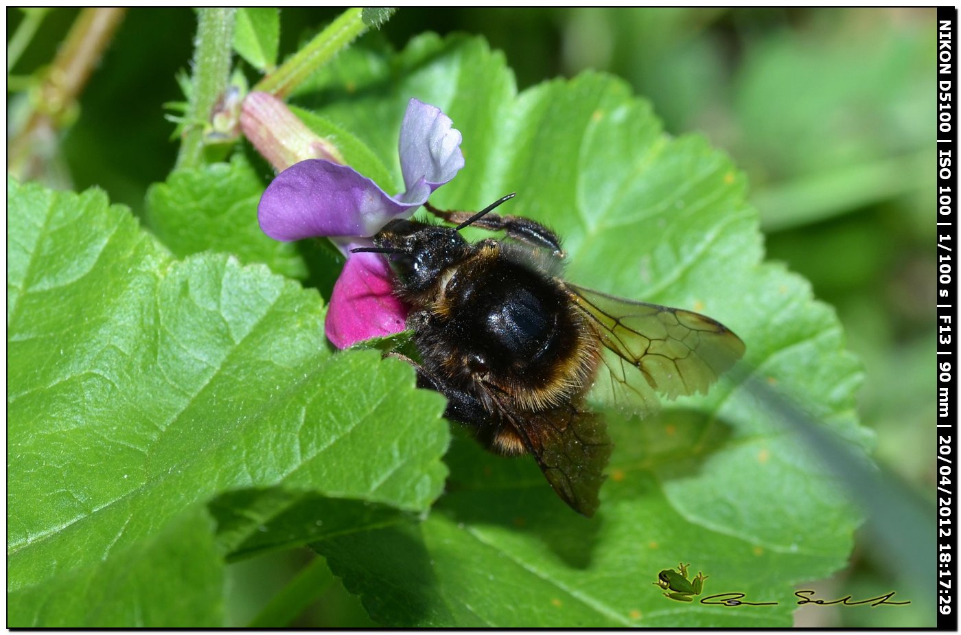 Bombus da id.