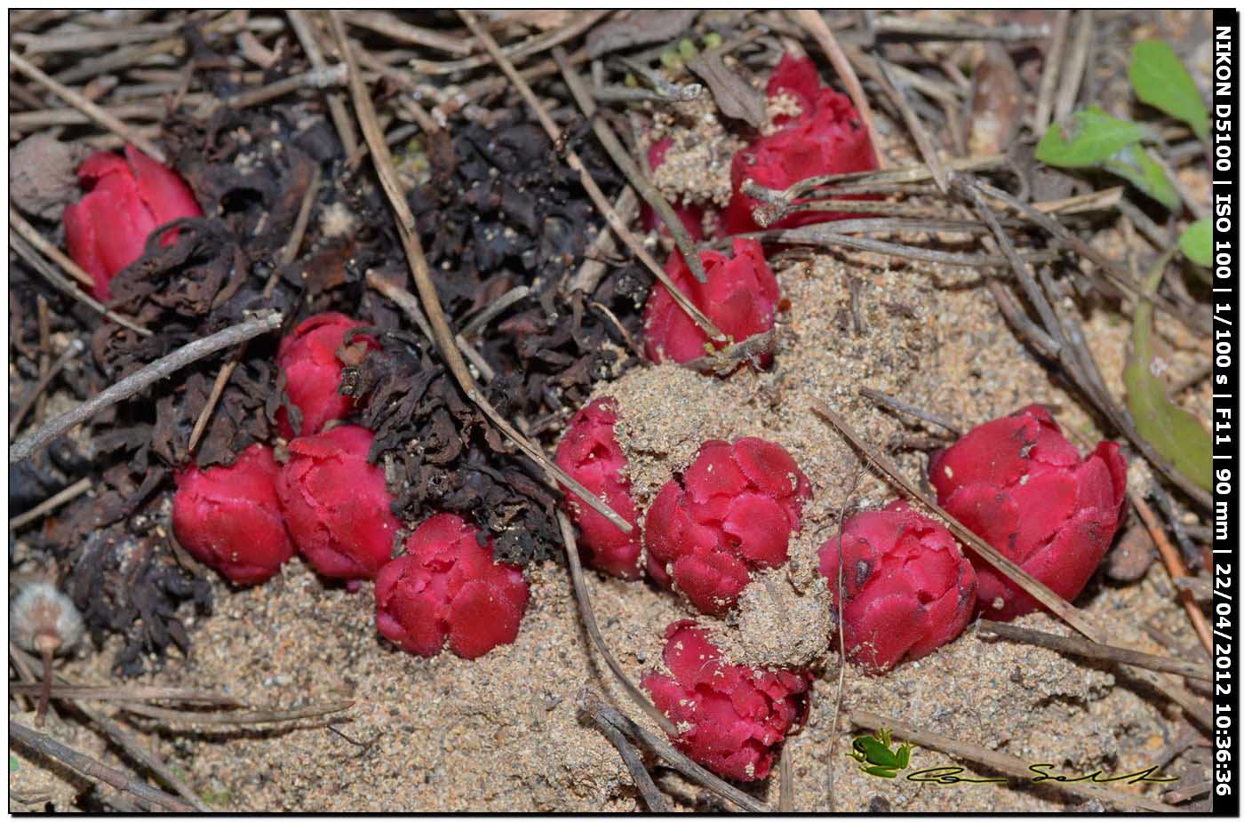 Cytinus ruber / Ipocisto rosso