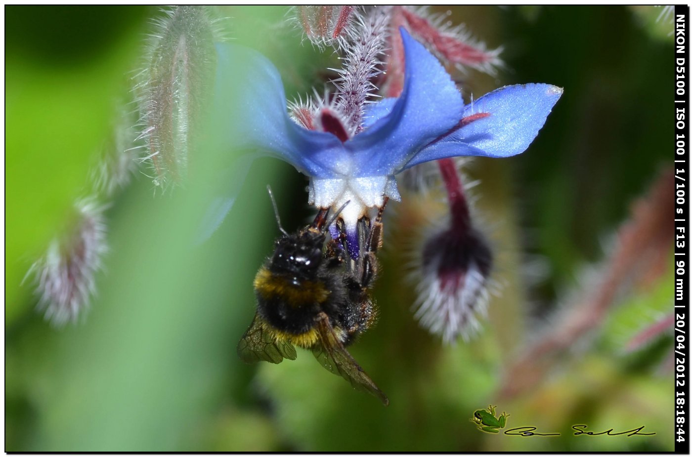 Bombus da id.