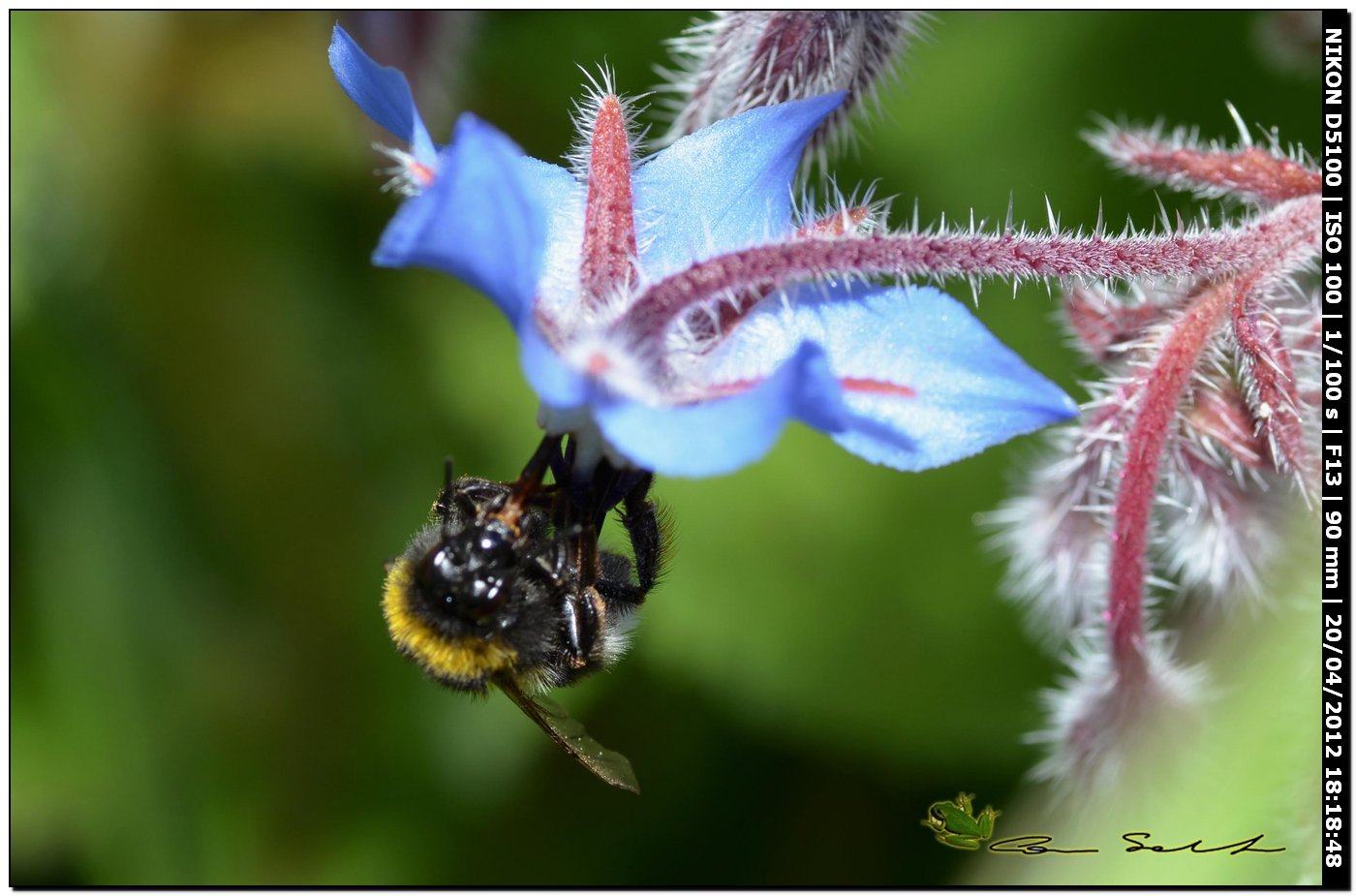 Bombus da id.