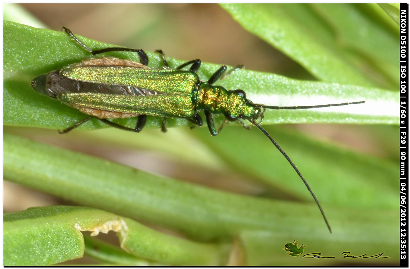 Oedemera nobilis