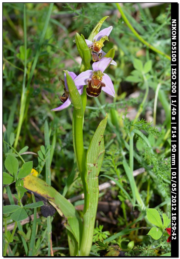 Ophrys apifera?