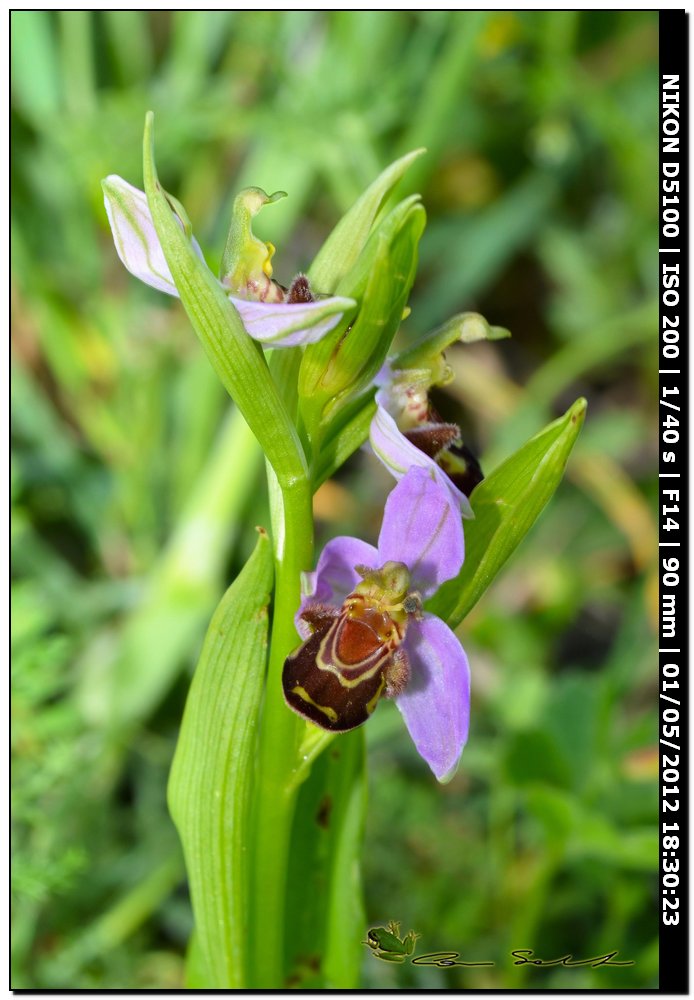 Ophrys apifera?