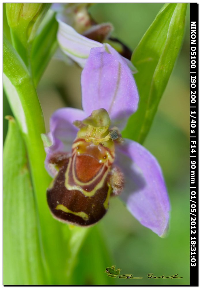 Ophrys apifera?