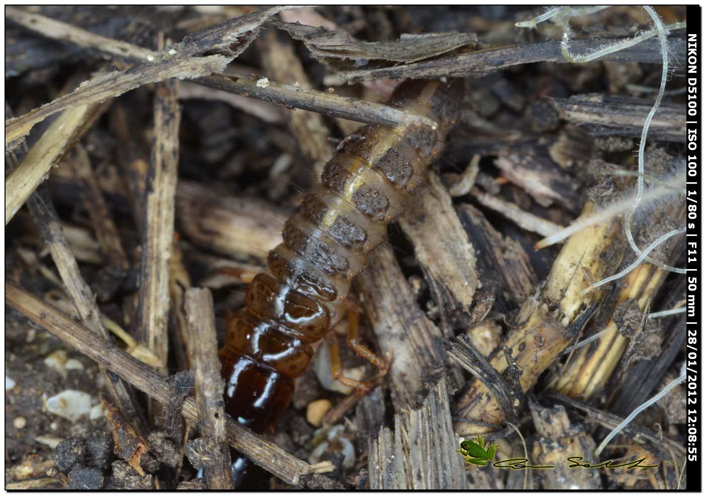 Larva di Staphilinidae; probabile Ocypus sp.