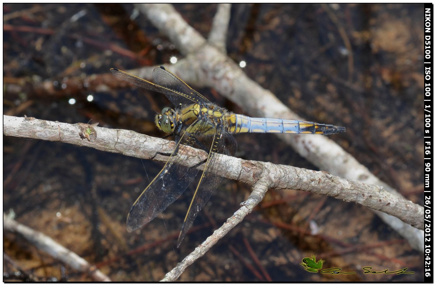 Orthetrum cancellatum ♂