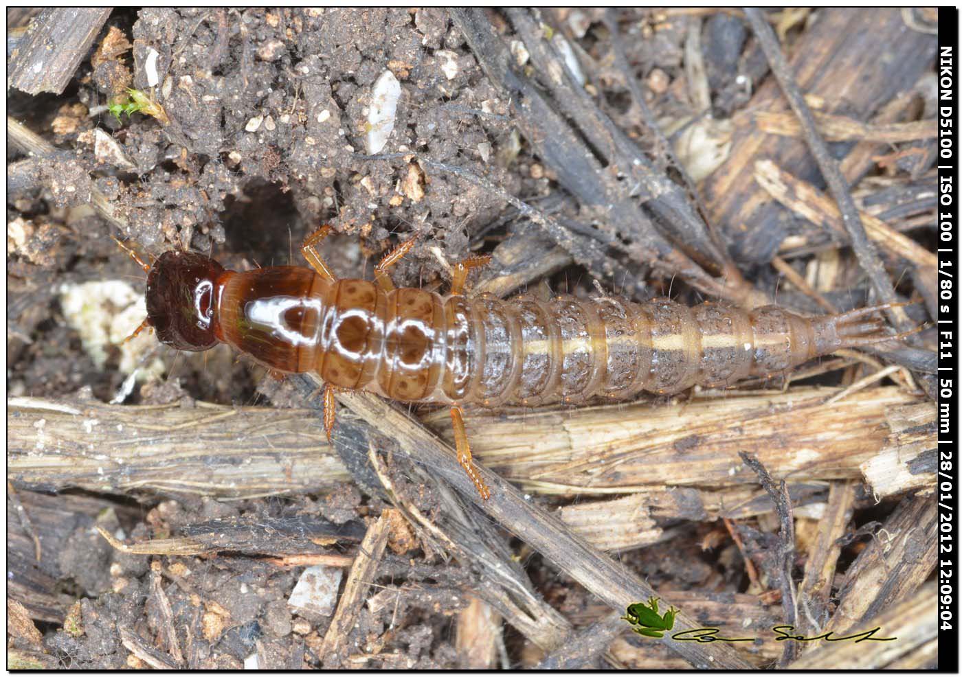 Larva di Staphilinidae; probabile Ocypus sp.