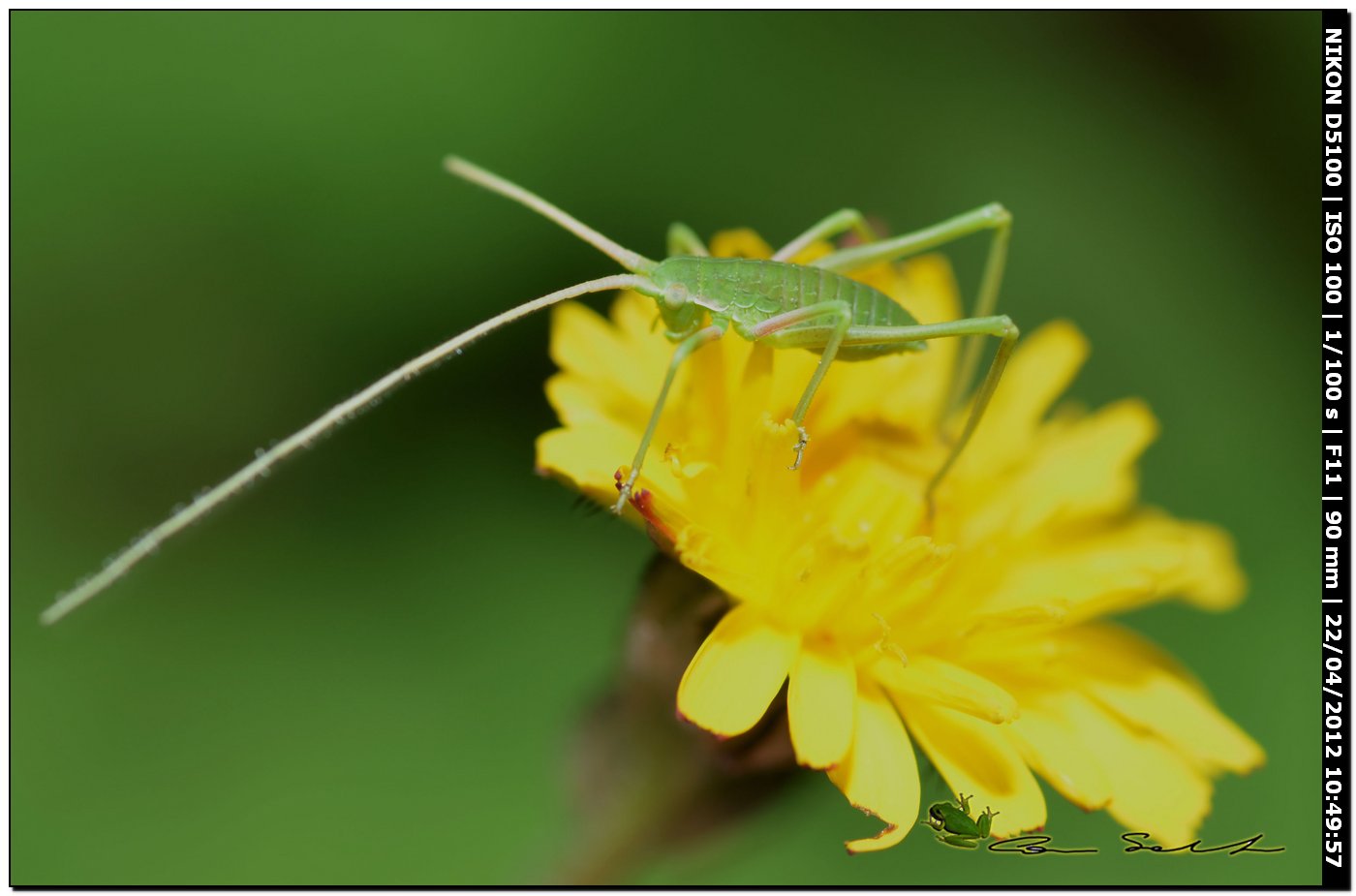 ninfa di Phaneropteridae