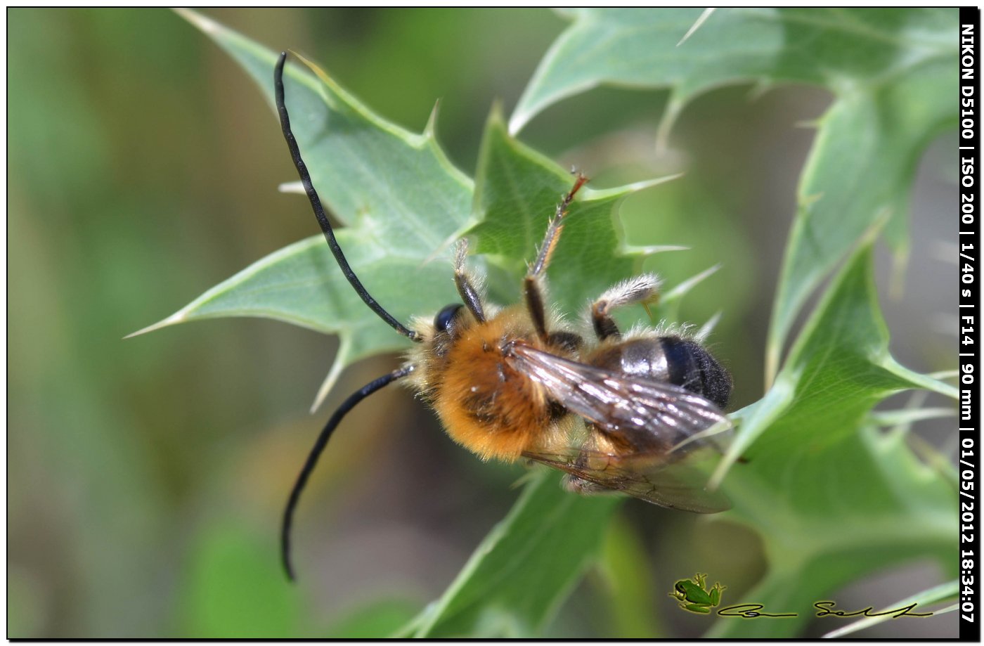 Eucera cfr nigrilabris