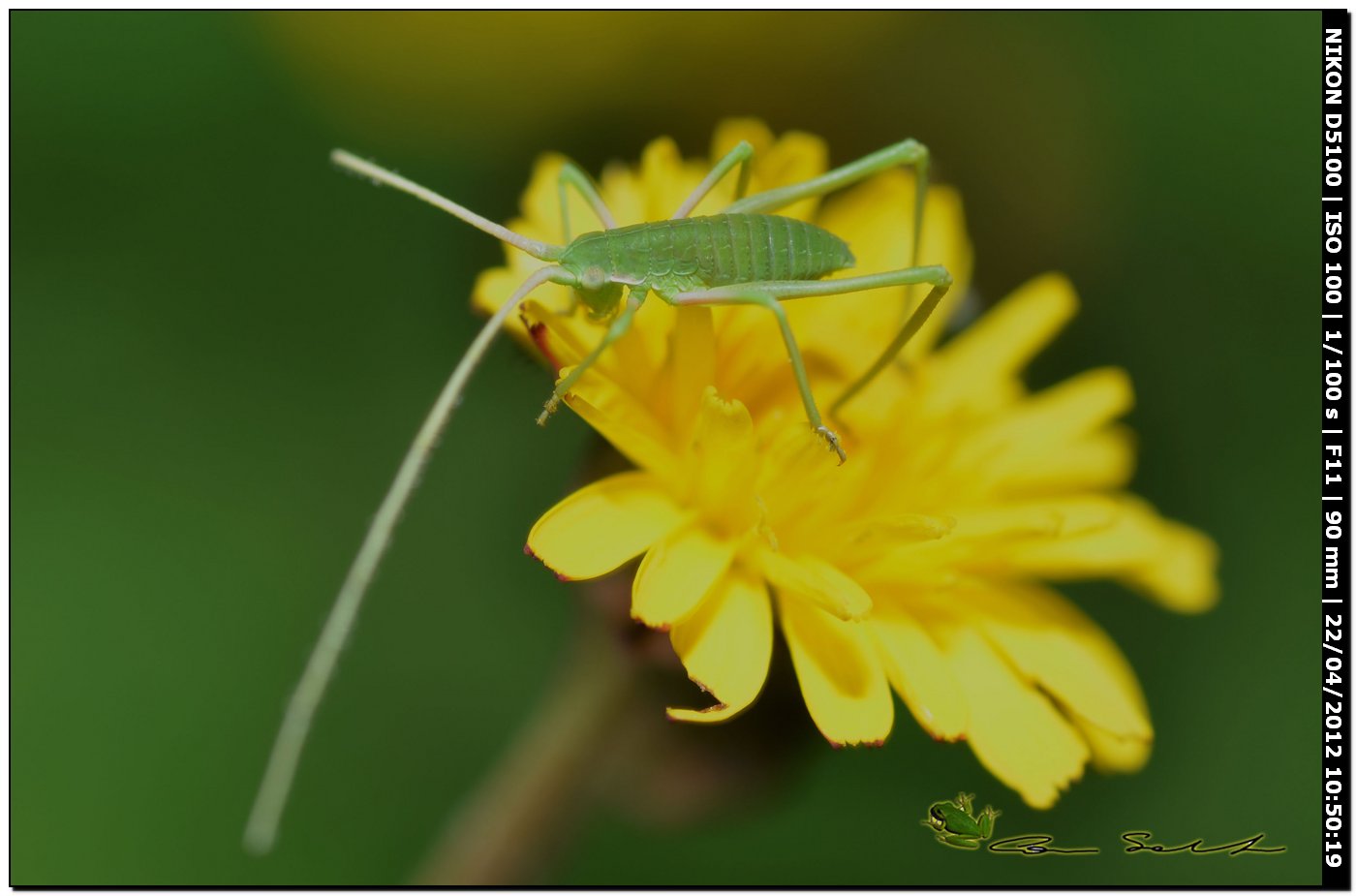 ninfa di Phaneropteridae