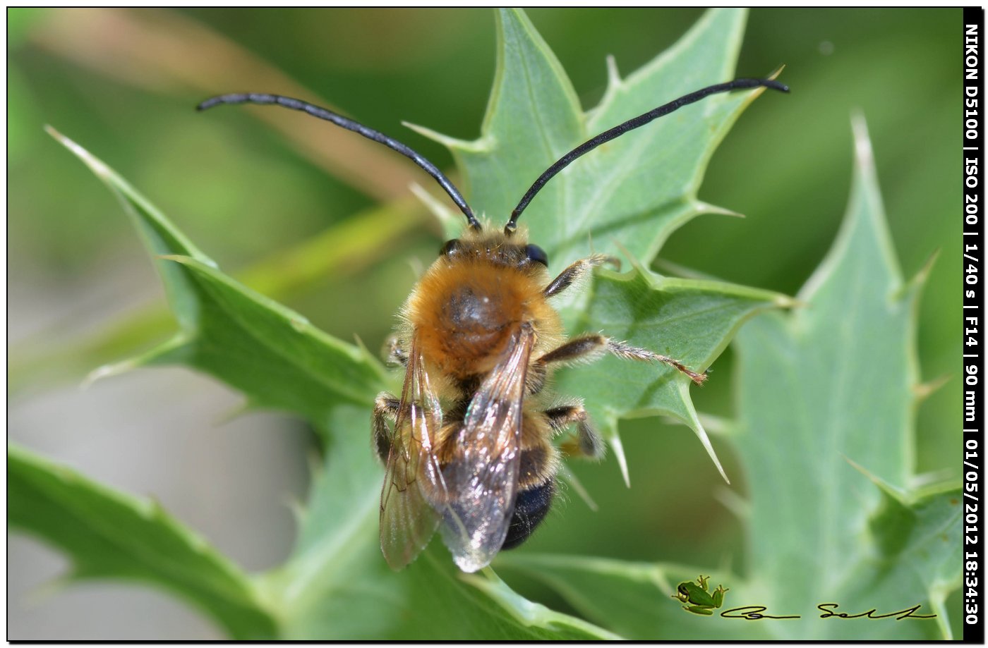 Eucera cfr nigrilabris