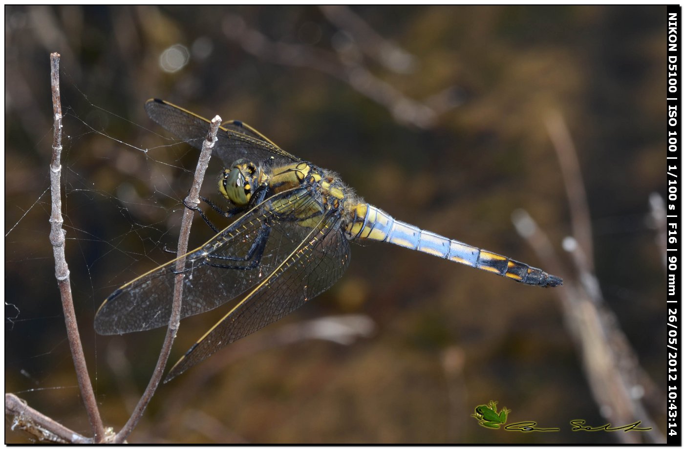 Orthetrum cancellatum ♂