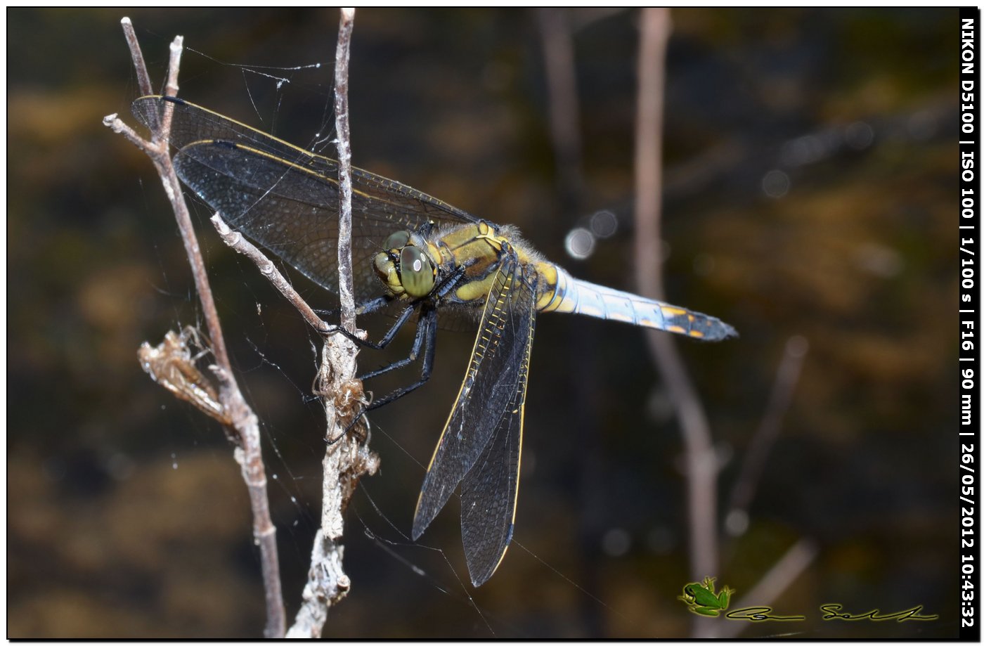 Orthetrum cancellatum ♂