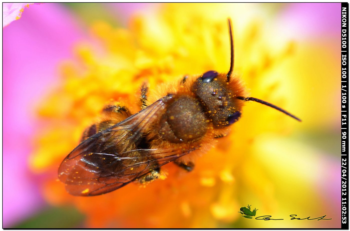 Andrena sp.?