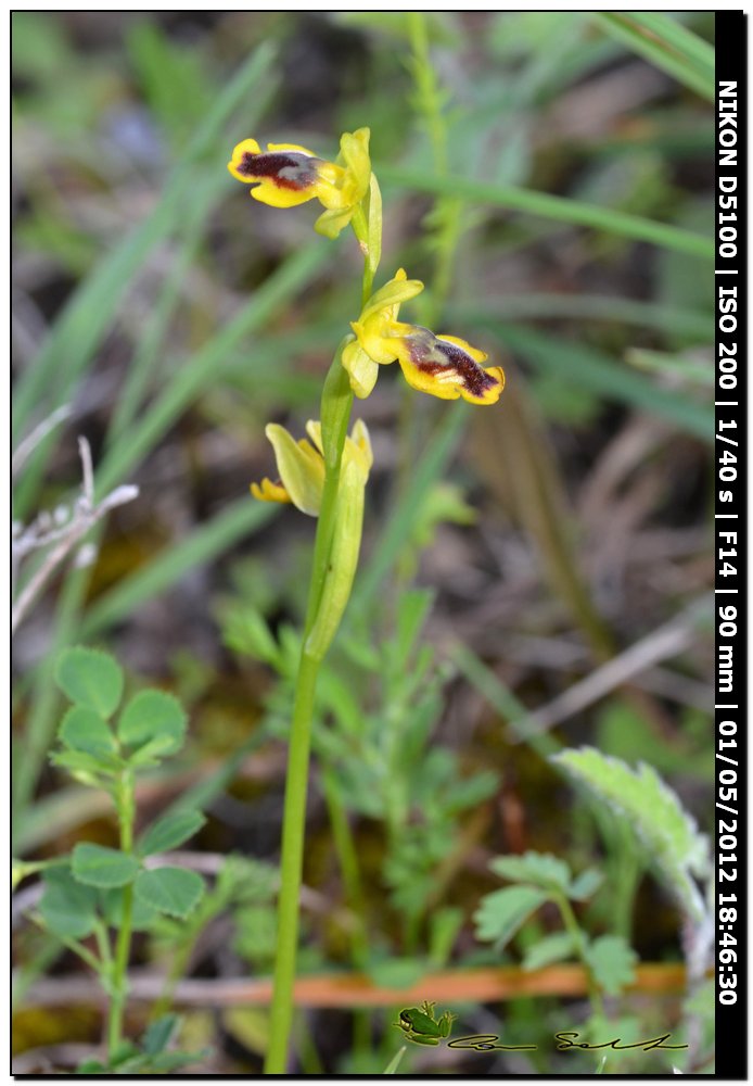 Ophrys sicula, Tineo