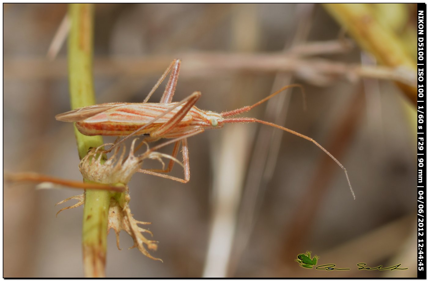 Miridae: Miridius quadrivirgatus della Sardegna