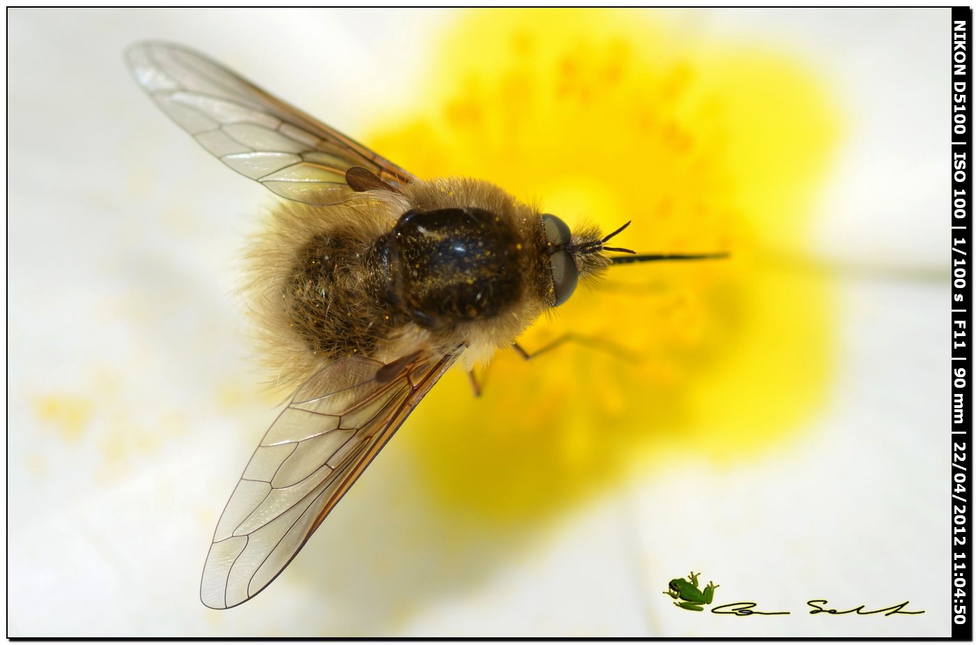 Bombylius sp.