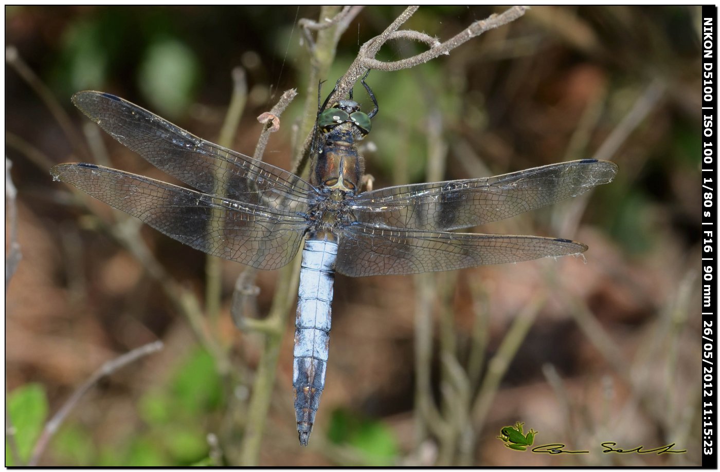 Orthetrum cancellatum ♂