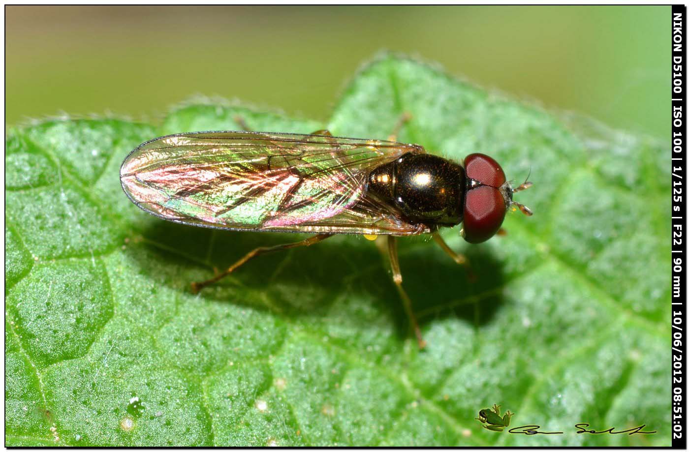 Syrphidae da id.