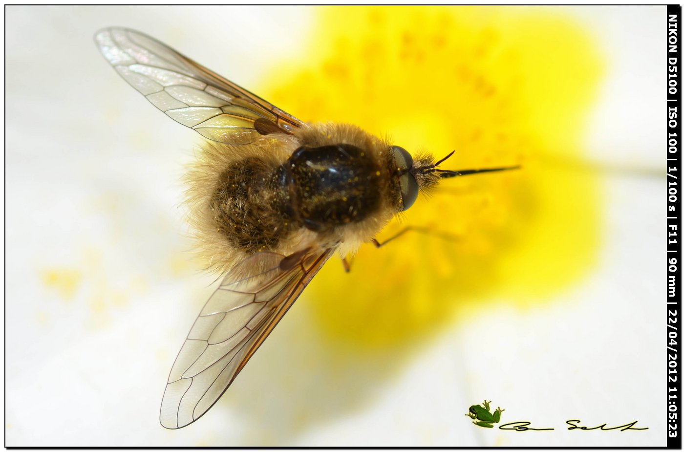 Bombylius sp.