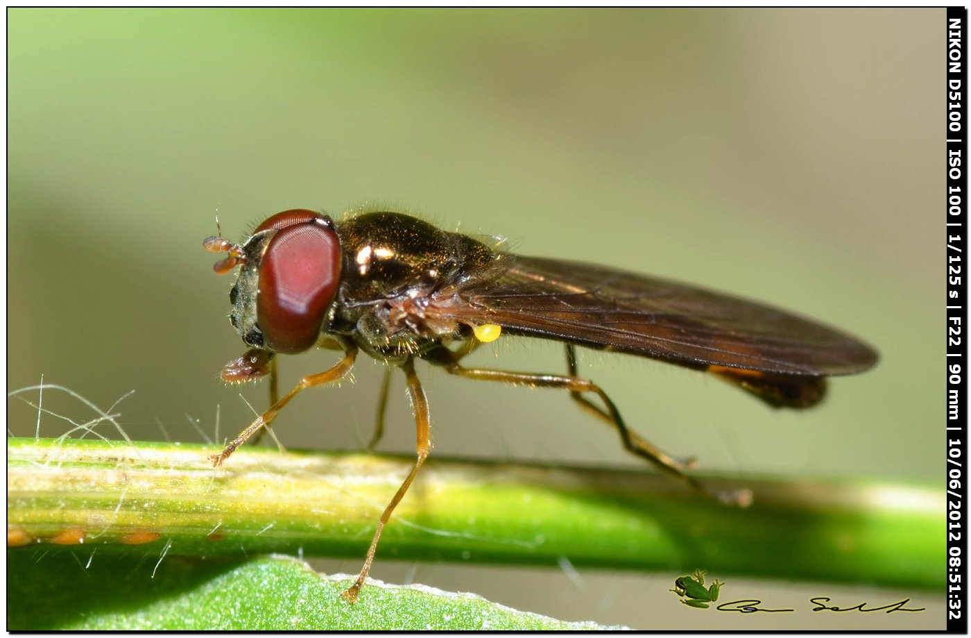 Syrphidae da id.