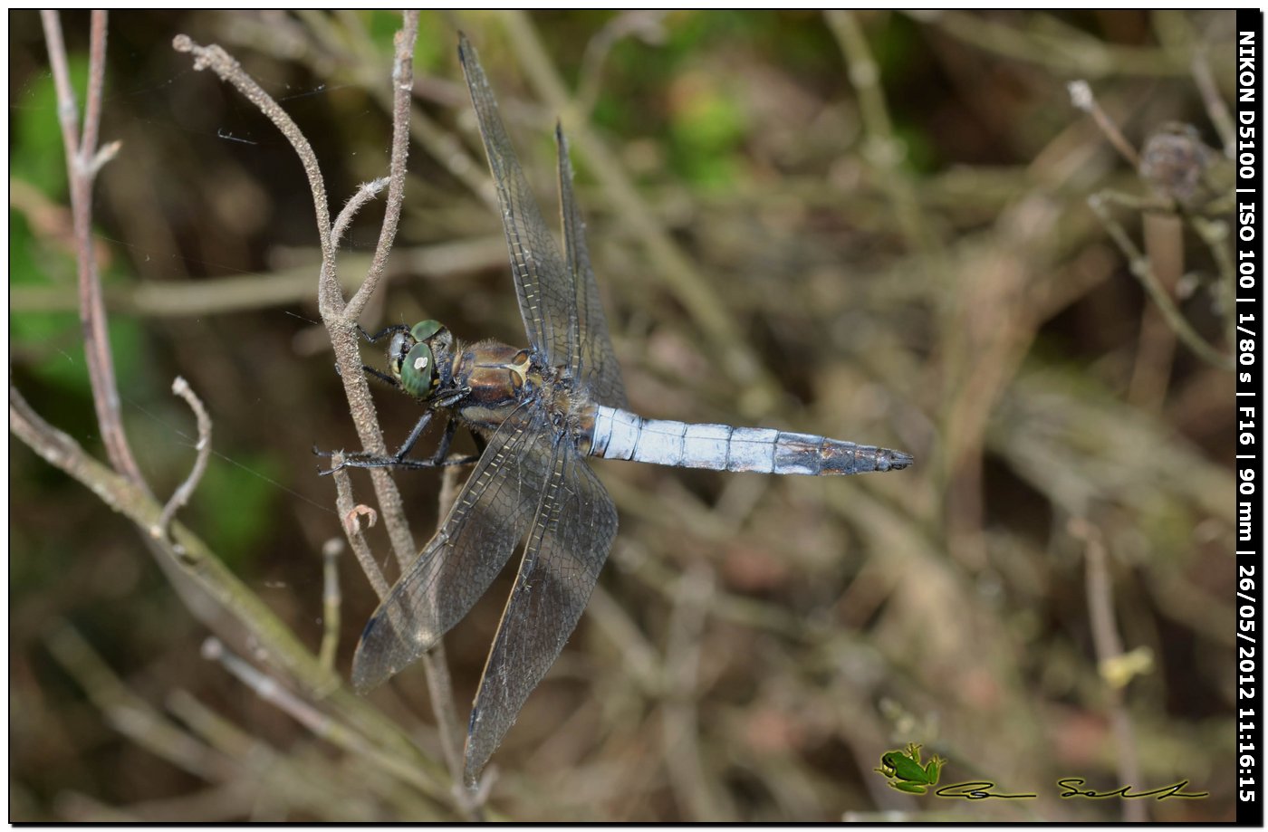 Orthetrum cancellatum ♂