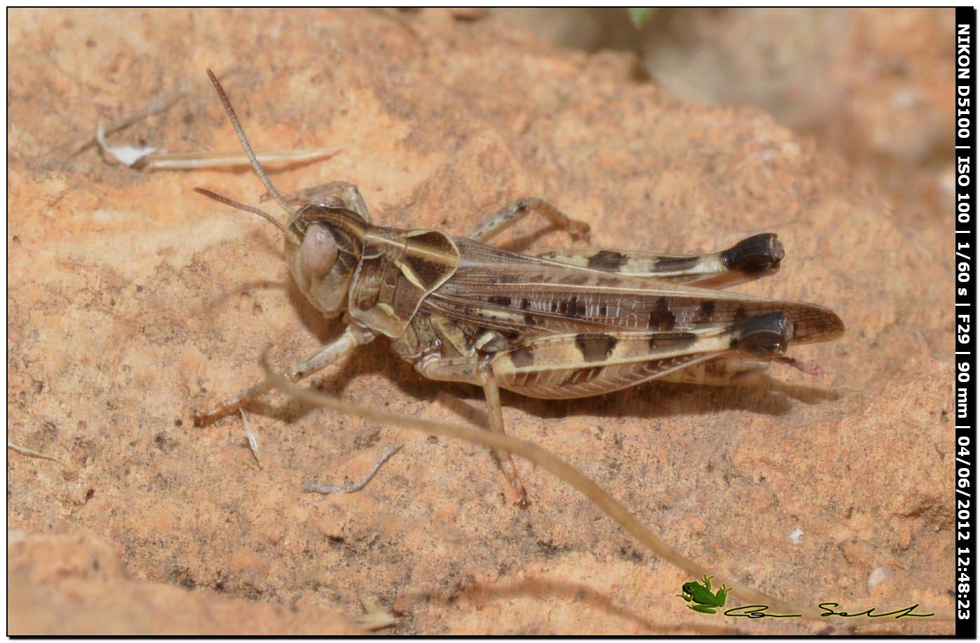 Acrididae: forse, Dociostaurus maroccanus ?