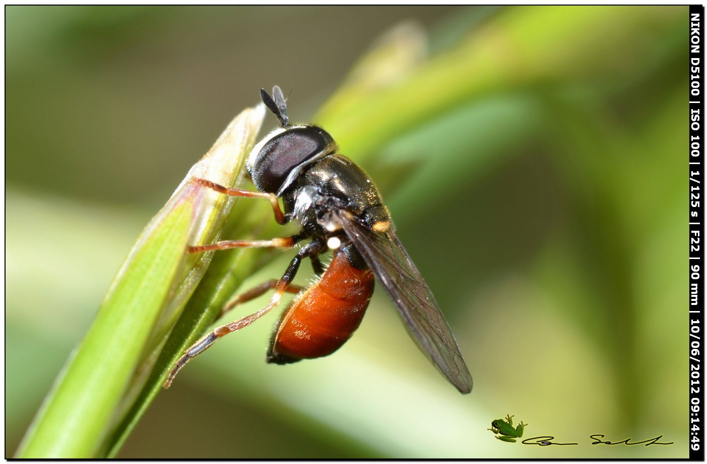 Paragus cf. bicolor