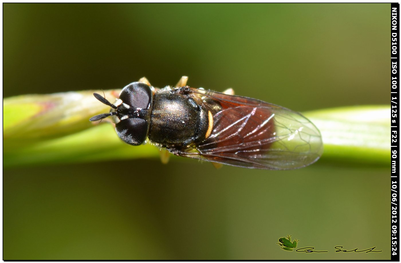 Paragus cf. bicolor