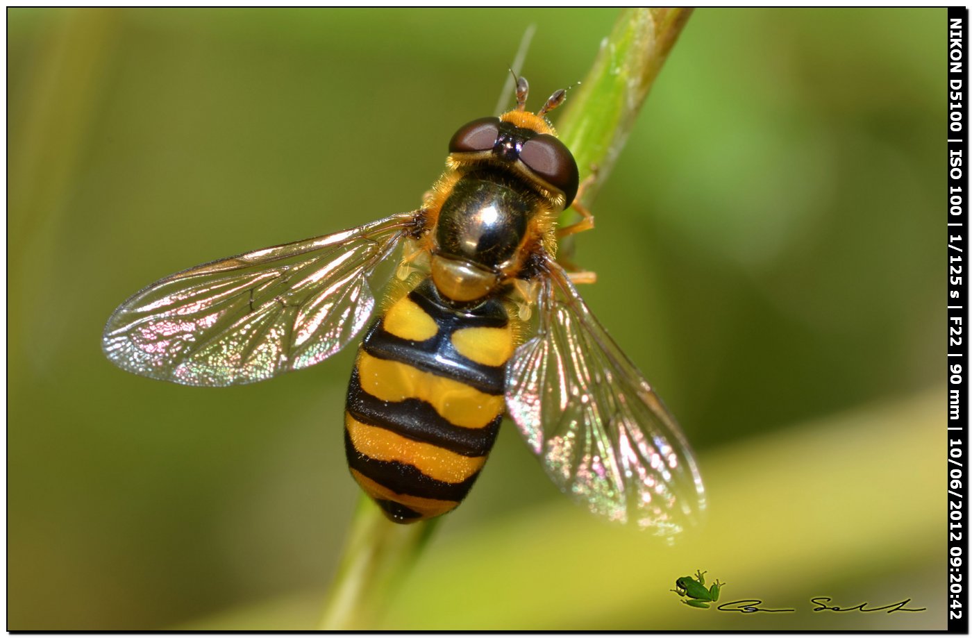 Didea fasciata, Syrphidae