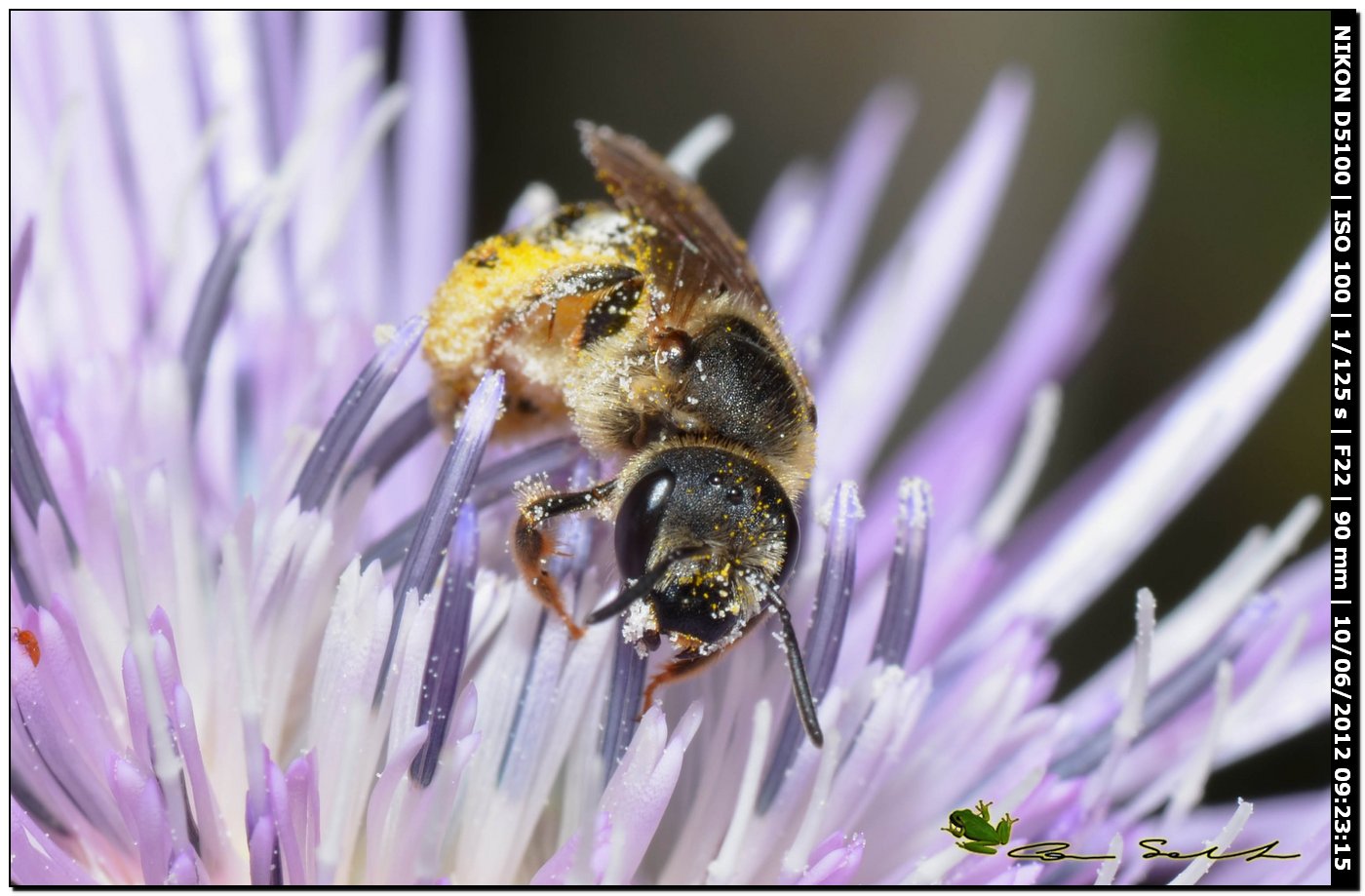 Femmina di Halictus sp.