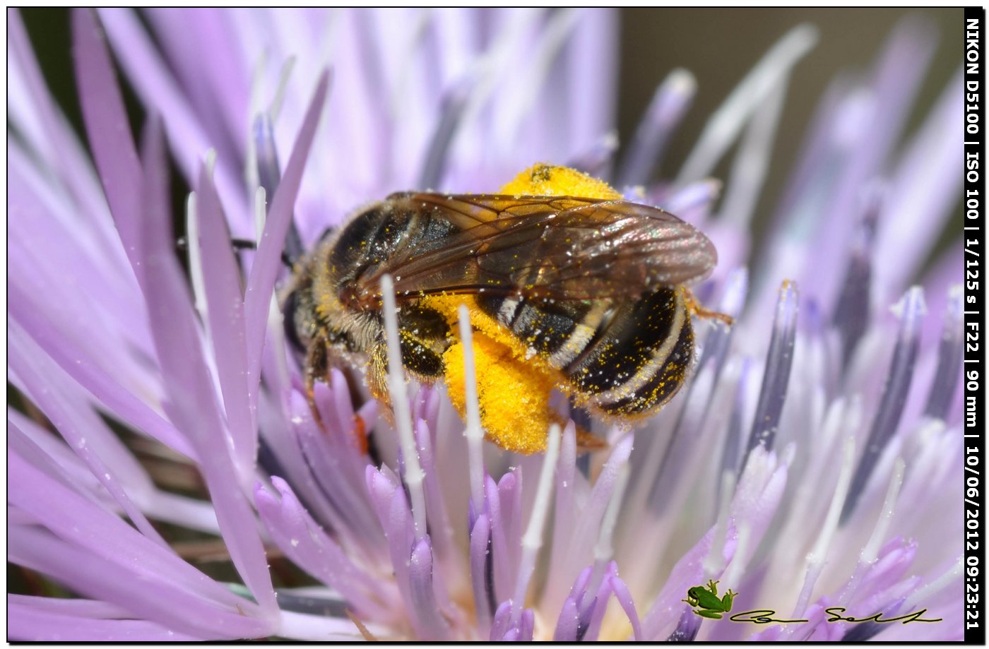 Femmina di Halictus sp.