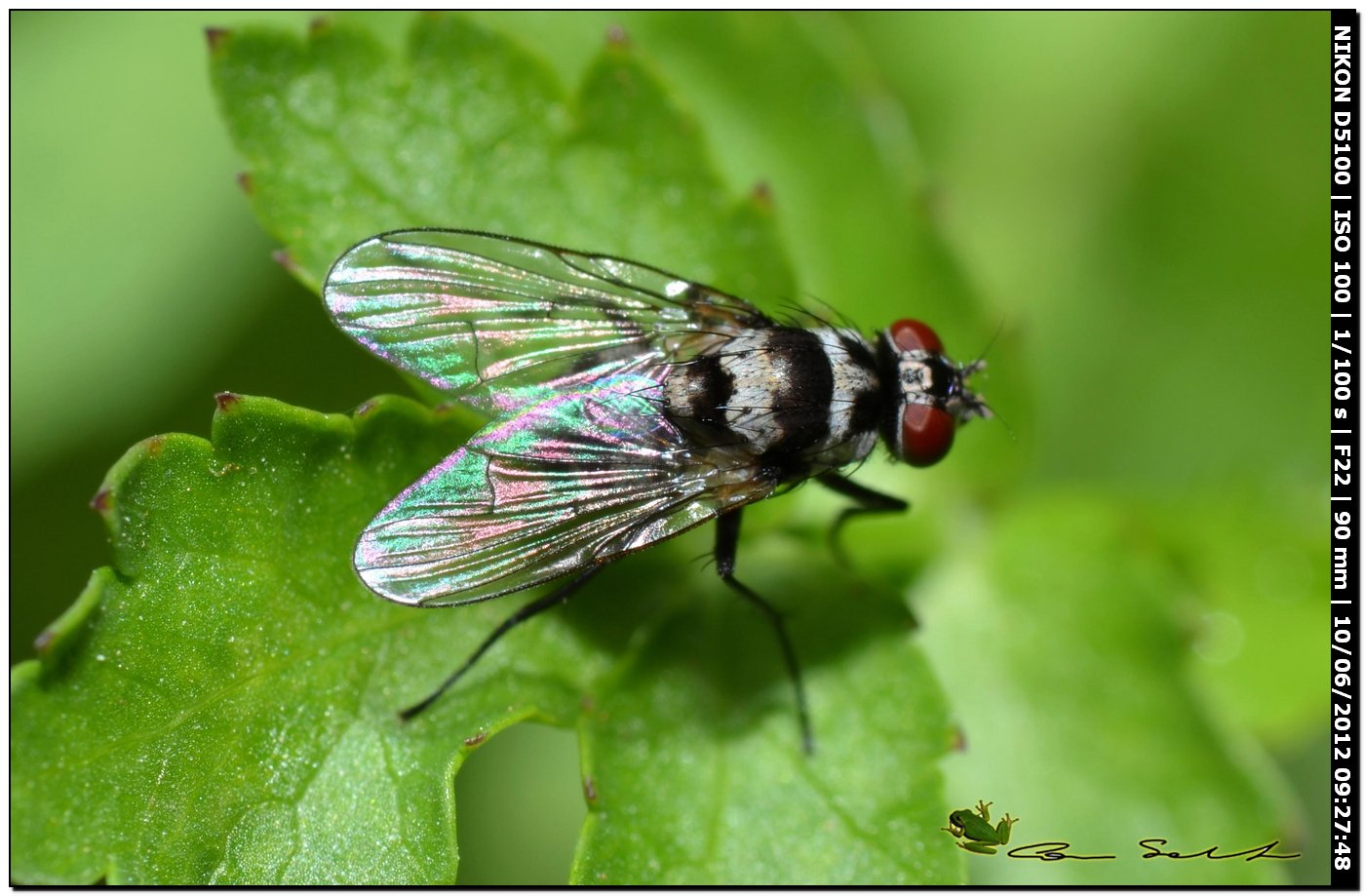 Limnophora obsignata, Muscidae