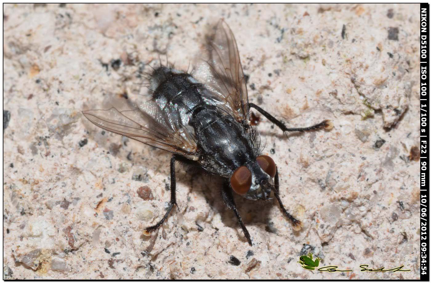 Tachinidae?