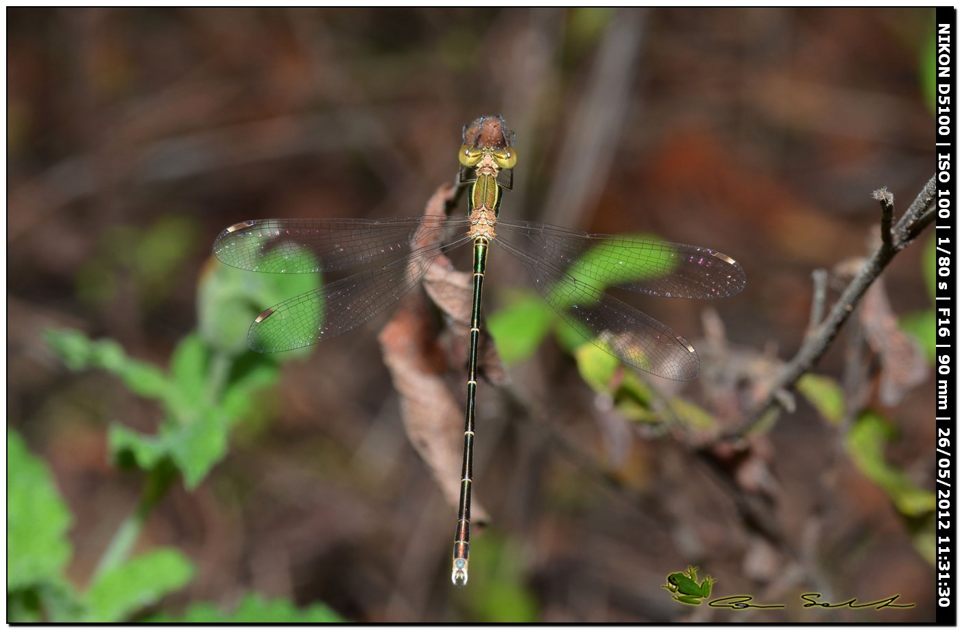 Lestes viridis?