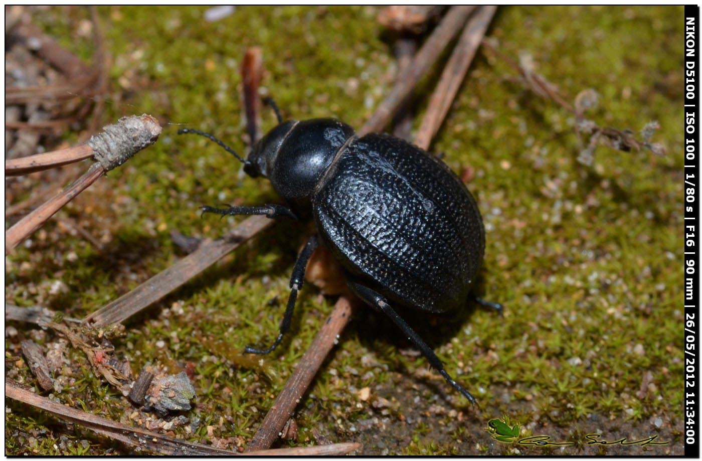 Pimelia sp.