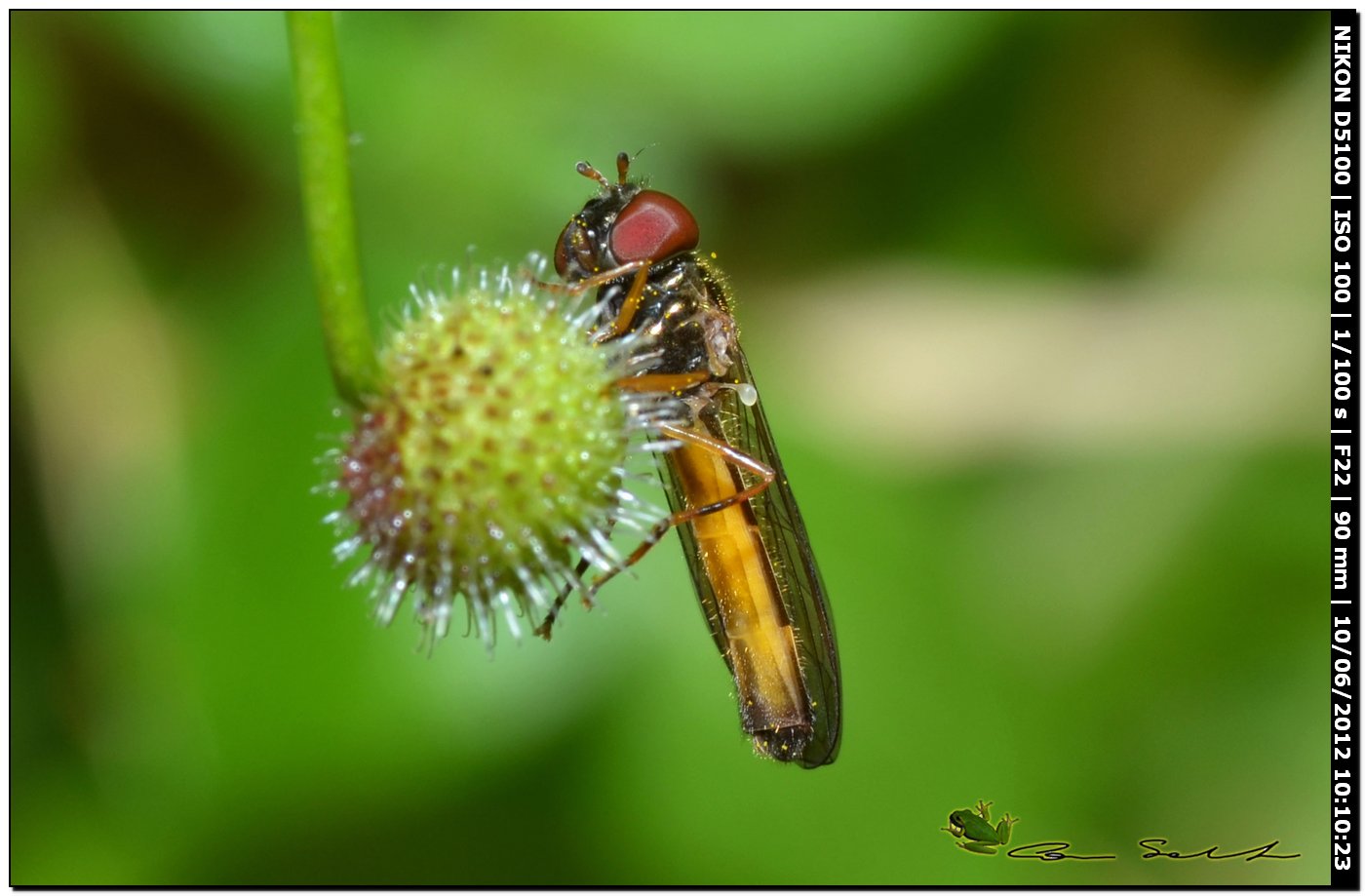 Melanostoma scalare, Syrphidae